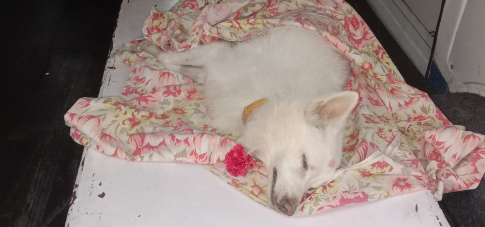 dog-funeral-services-Anna-nagar