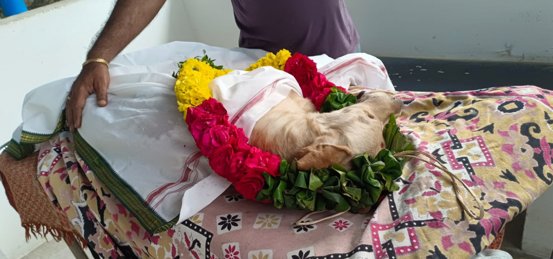 Dog-funeral-services-chennai